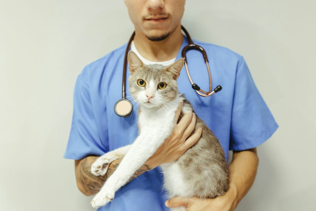 Cat at vet - pet insurance